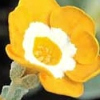 Auricula Brazil - Abriachan Nurseries